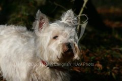 Terrier - West Highland White