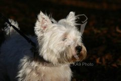 Terrier - West Highland White