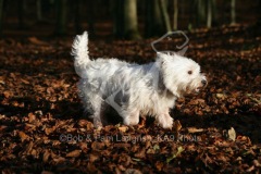 Terrier - West Highland White