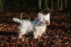 Terrier - West Highland White