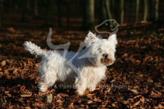 Terrier - West Highland White