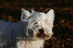 Terrier - West Highland White