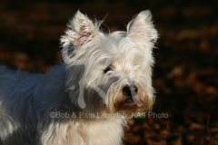 Terrier - West Highland White