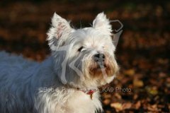 Terrier - West Highland White