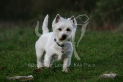 Terrier - West Highland White