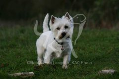 Terrier - West Highland White