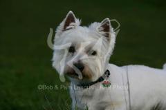 Terrier - West Highland White