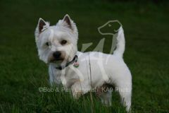 Terrier - West Highland White