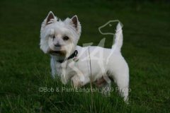 Terrier - West Highland White