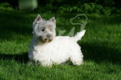 Terrier - West Highland White