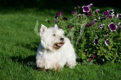 Terrier - West Highland White