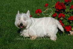 Terrier - West Highland White