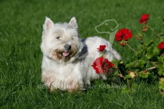 Terrier - West Highland White