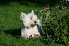 Terrier - West Highland White