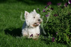 Terrier - West Highland White