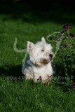 Terrier - West Highland White