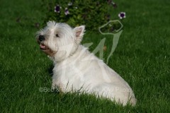 Terrier - West Highland White