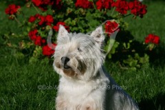 Terrier - West Highland White