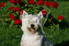 Terrier - West Highland White