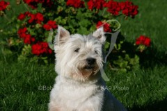 Terrier - West Highland White