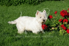 Terrier - West Highland White