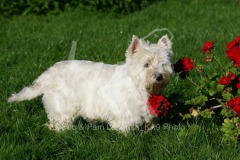 Terrier - West Highland White