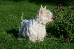 Terrier - West Highland White