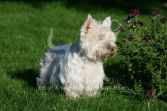 Terrier - West Highland White