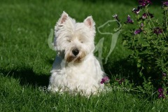 Terrier - West Highland White