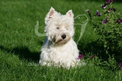 Terrier - West Highland White