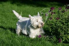 Terrier - West Highland White