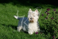 Terrier - West Highland White