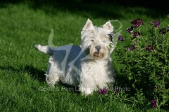 Terrier - West Highland White