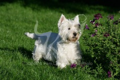 Terrier - West Highland White