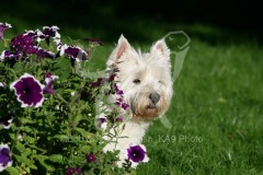 Terrier - West Highland White