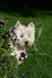 Terrier - West Highland White