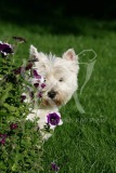 Terrier - West Highland White