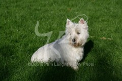 Terrier - West Highland White