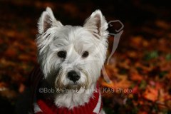 Terrier - West Highland White