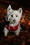 Terrier - West Highland White