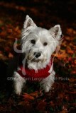 Terrier - West Highland White