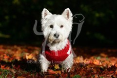 Terrier - West Highland White