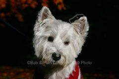 Terrier - West Highland White