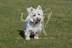 Terrier - West Highland White