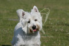 Terrier - West Highland White