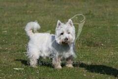 Terrier - West Highland White