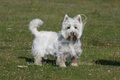 Terrier - West Highland White