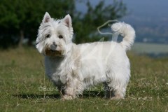 Terrier - West Highland White