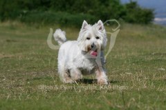 Terrier - West Highland White