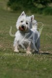 Terrier - West Highland White